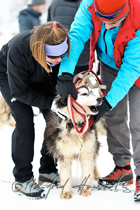 Aufzäumen der Huskys mit Brustgeschirr