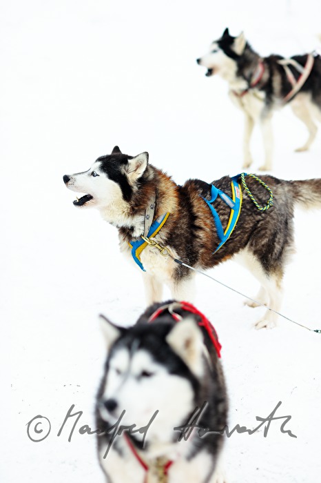 Schlittenhunde warten auf die Ausfahrt