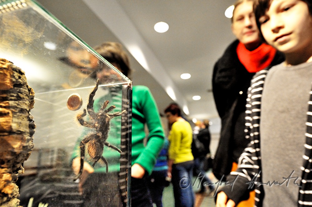 Ausstellung einer Vogelspinne in einem Terrarium
