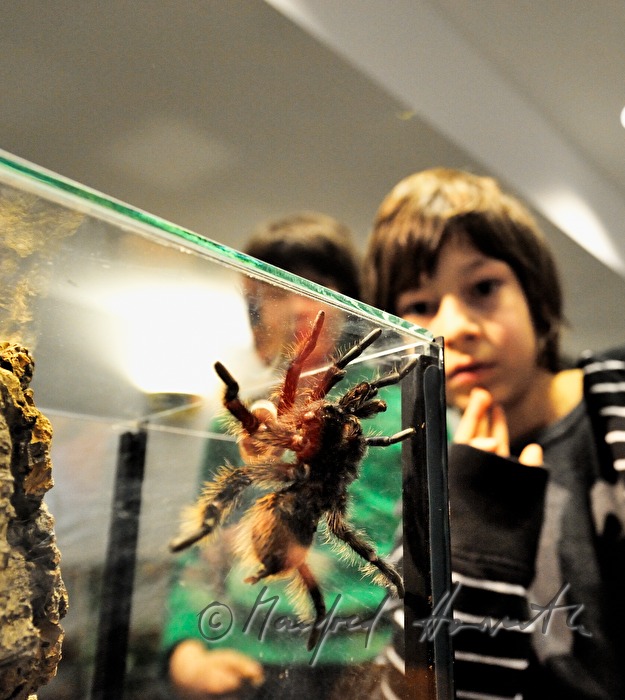 Ausstellung einer Vogelspinne in einem Terrarium