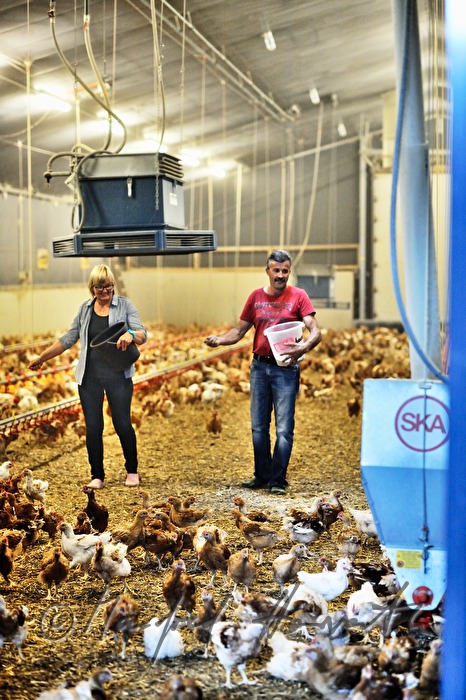 Bauern füttern ihre Hühner im Bio-Masthuhnbetrieb