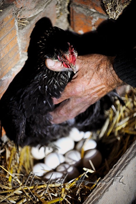 Bauer entdeckt Henne mit Nest auf dem Dachboden