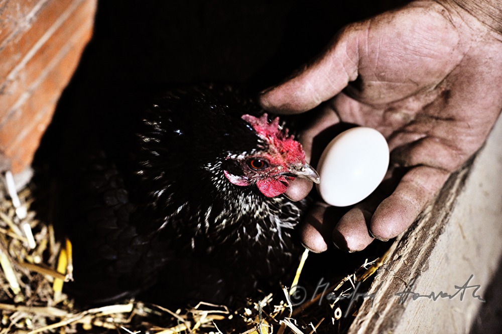 Bauer entdeckt Henne mit Nest auf dem Dachboden