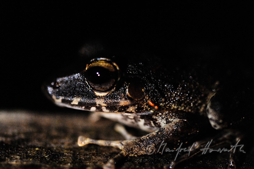 ein fleischfressender Smoky Jungle Frog