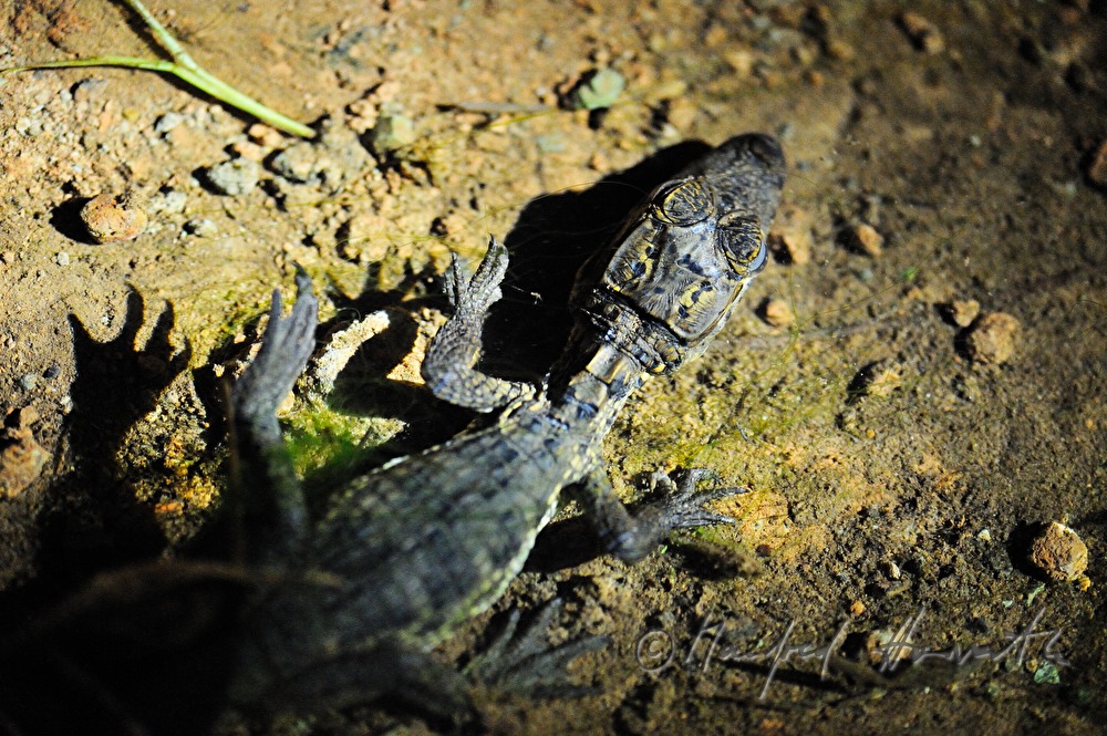Baby-Kaiman in der Esquinas Rainforest Lodge