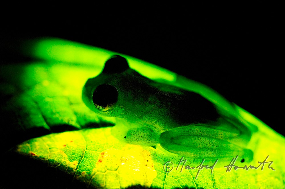 Glasfrosch im Esquinas Regenwald