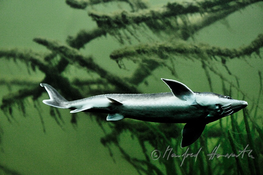 Donau-Stör im Aquarium von Schloss Orth