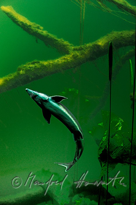 Donau-Stör im Aquarium von Schloss Orth