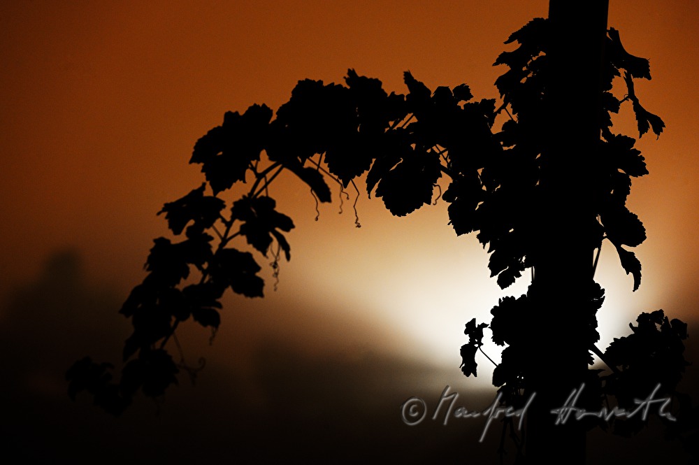 Weinstock bei Nebel in der Abenddämmerung