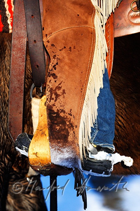 American Quarter Horse mit Western-Reiter (Chaps)
