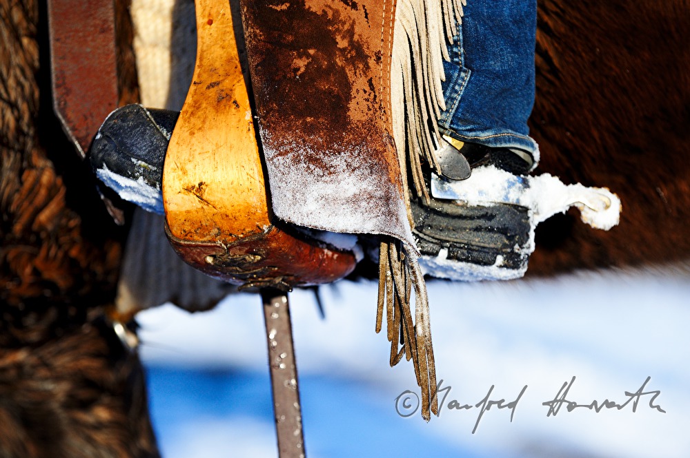 American Quarter Horse mit Western-Reiter