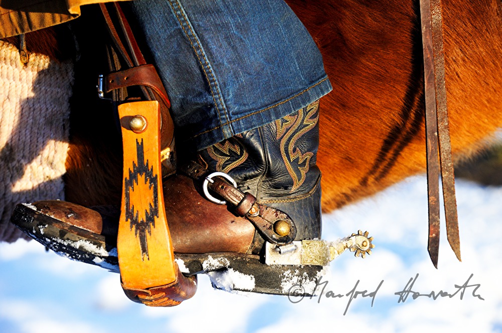 American Quarter Horse mit Western-Reiter