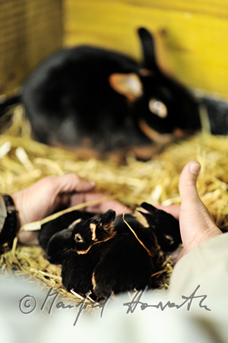 junges Kaninchen im Aufzuchtgehege