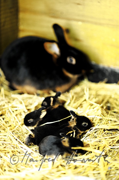 junges Kaninchen im Aufzuchtgehege