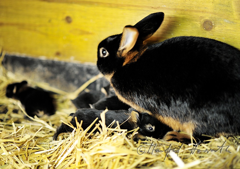 junges Kaninchen im Aufzuchtgehege