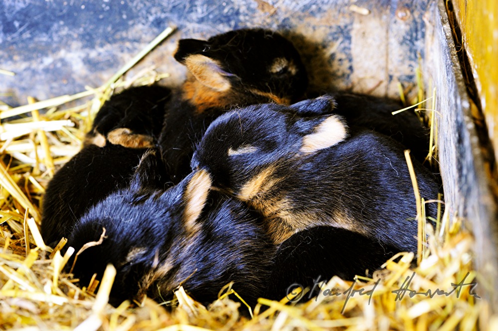 junges Kaninchen im Aufzuchtgehege