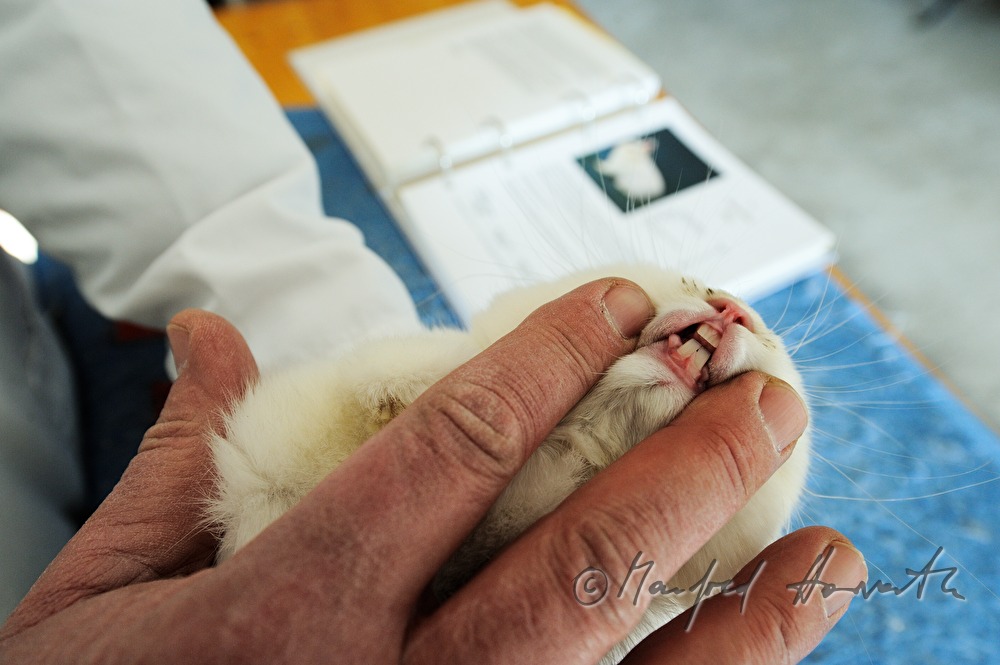 Preisrichter beurteilt die Zähne eines Albino Kaninchens
