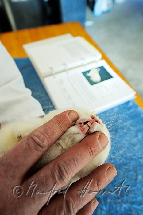 Preisrichter beurteilt die Zähne eines Albino Kaninchens