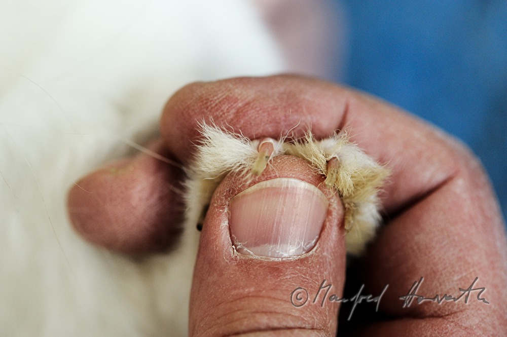 Preisrichter beurteilt die Krallen eines Albino Kaninchens