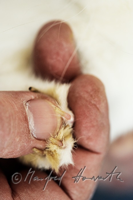 Preisrichter beurteilt die Krallen eines Albino Kaninchens