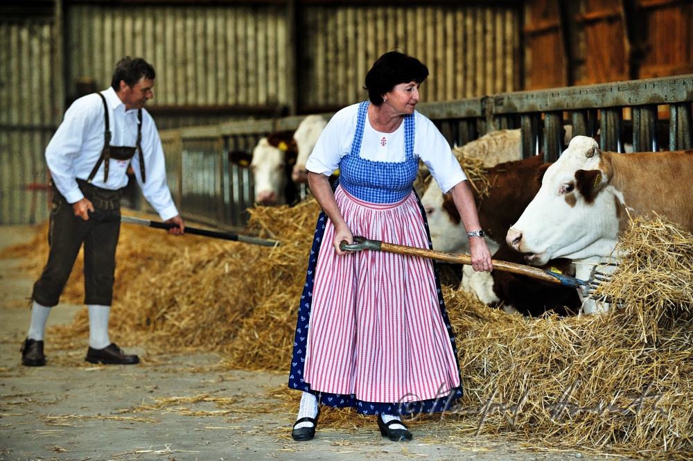 Bauern füttern ihre Rinder vor der Sonntagsmesse in Weinviertler Tracht