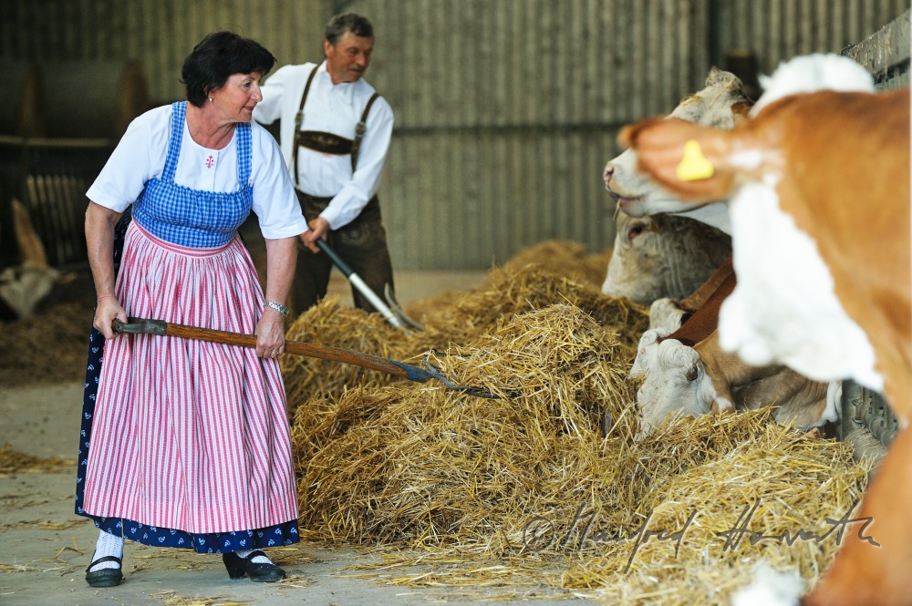 Bauern füttern ihre Rinder vor der Sonntagsmesse in Weinviertler Tracht