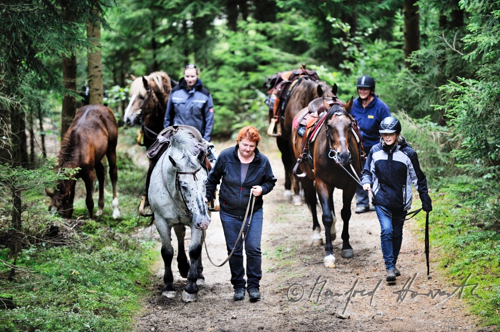 Gruppe von Reiterinnen führt ihre Pferde durch den Wald