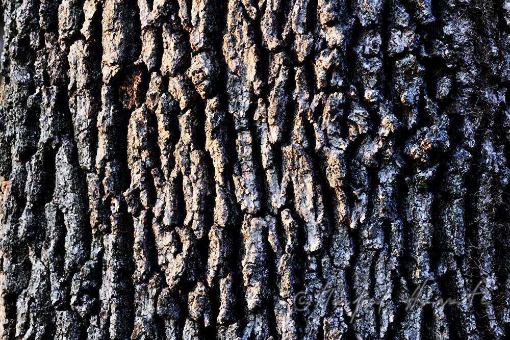 Detail der Rinde einer einer Eiche