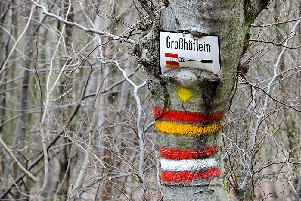 eingewachsenes Schild für Wanderer an einer Weißbuche