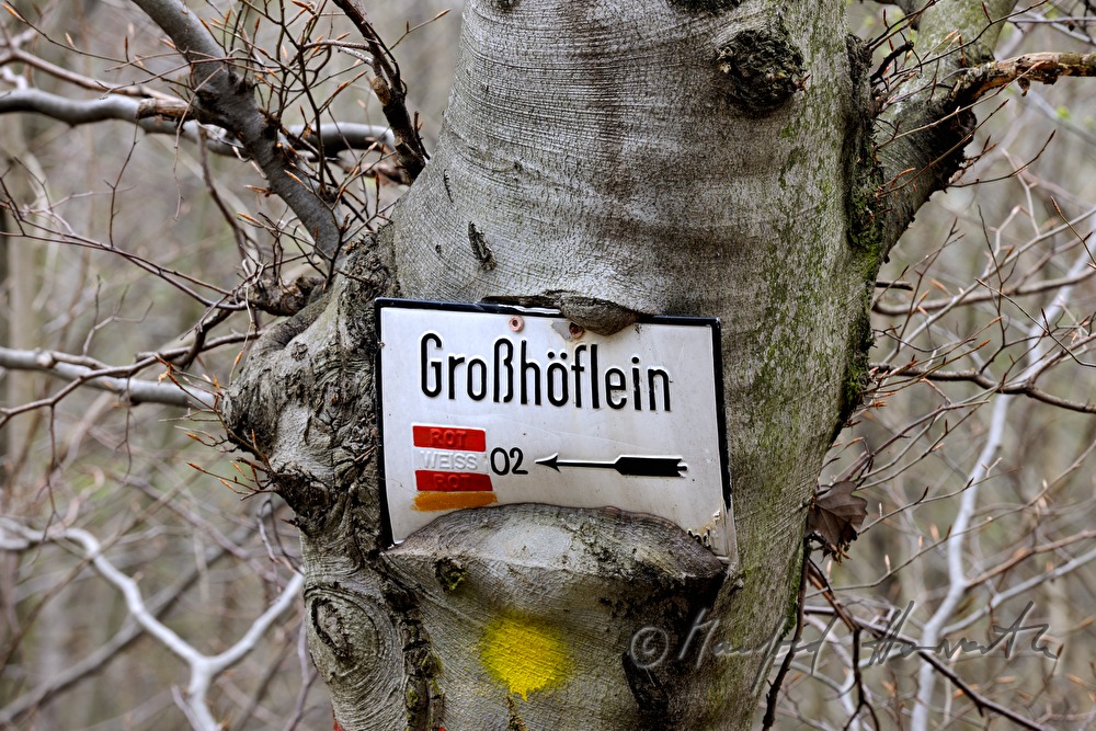 eingewachsenes Schild für Wanderer an einer Weißbuche