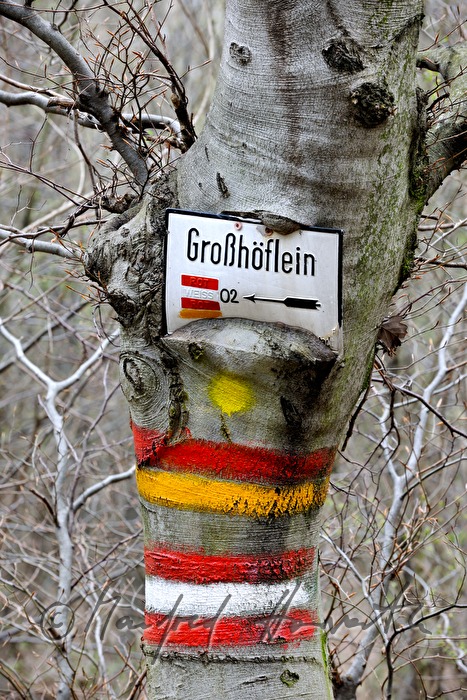eingewachsenes Schild für Wanderer an einer Weißbuche