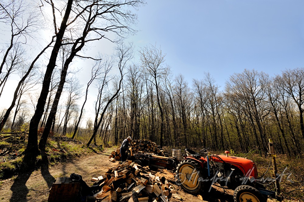 Forstarbeiter spaltet Holzstämme im Wald