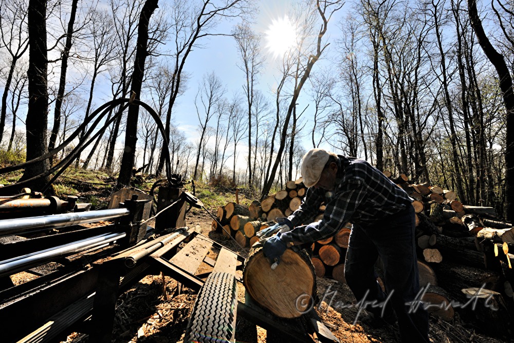 Forstarbeiter spaltet Holzstämme im Wald