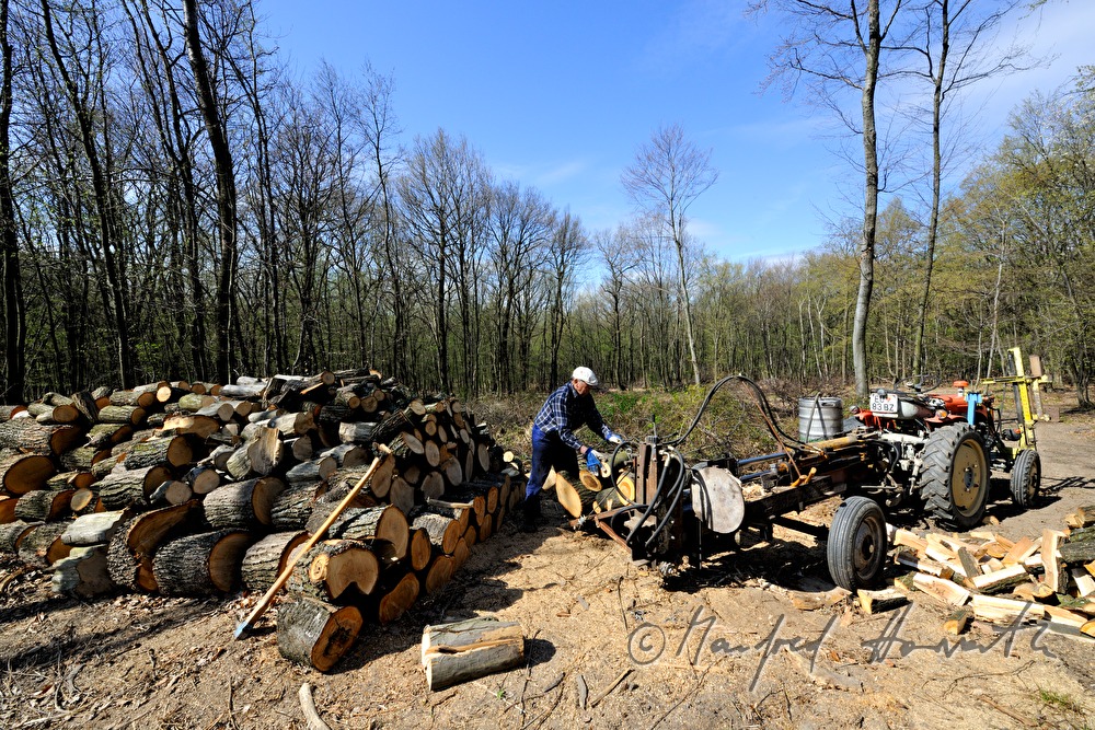 Forstarbeiter spaltet Holzstämme im Wald
