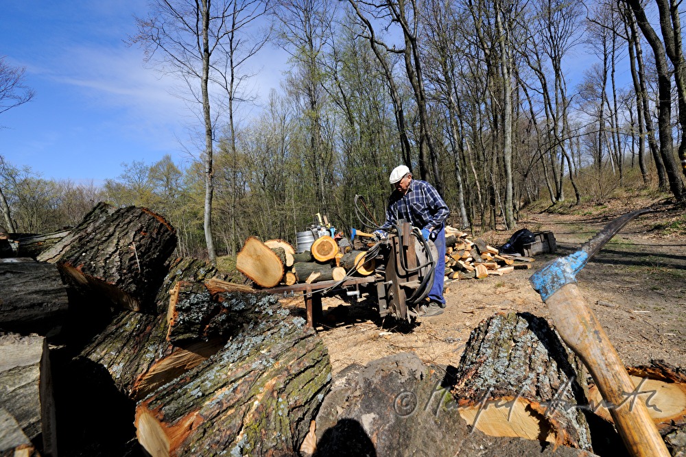 Forstarbeiter spaltet Holzstämme im Wald