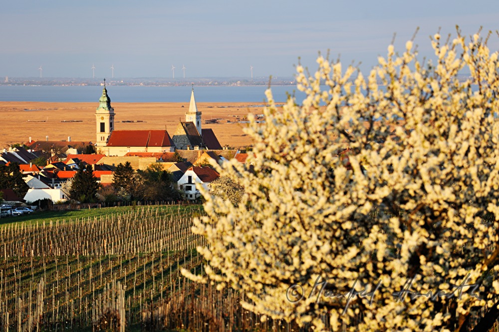 blühende Bäume im Weingarten
