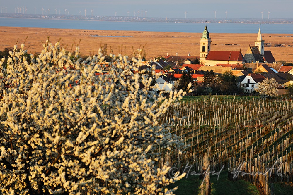 blühende Bäume im Weingarten