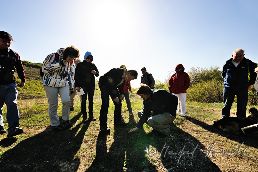 Exkursion des Naturschutzvereines zu den Zwergchwertlilien