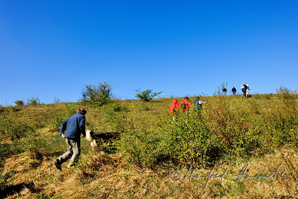 Exkursion des Naturschutzvereines zu den Zwergchwertlilien