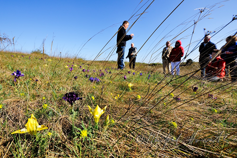 Exkursion des Naturschutzvereines zu den Zwergchwertlilien