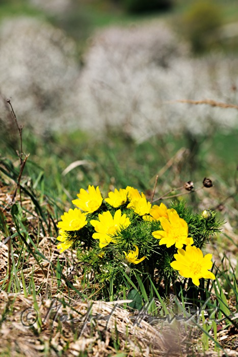 Adonisröschen (Adonis ramosa) im Naturschutzgebiet Thenau