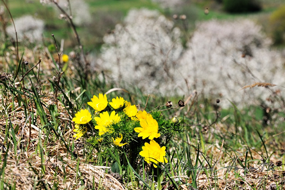 Adonisröschen (Adonis ramosa) im Naturschutzgebiet Thenau