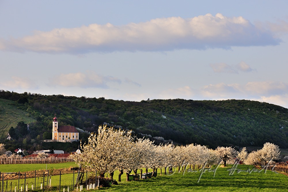 blühender Kirschenbaum im Feld