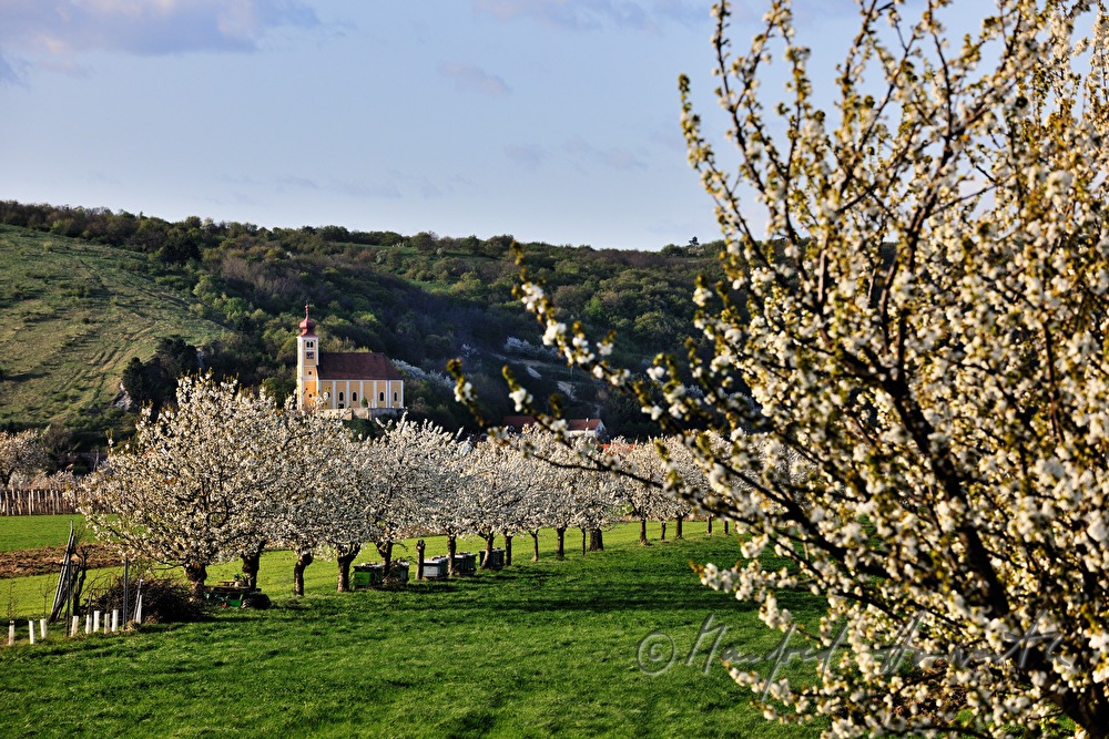 blühender Kirschenbaum im Feld