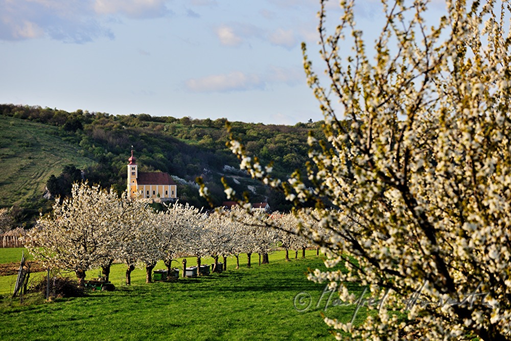 blühender Kirschenbaum im Feld