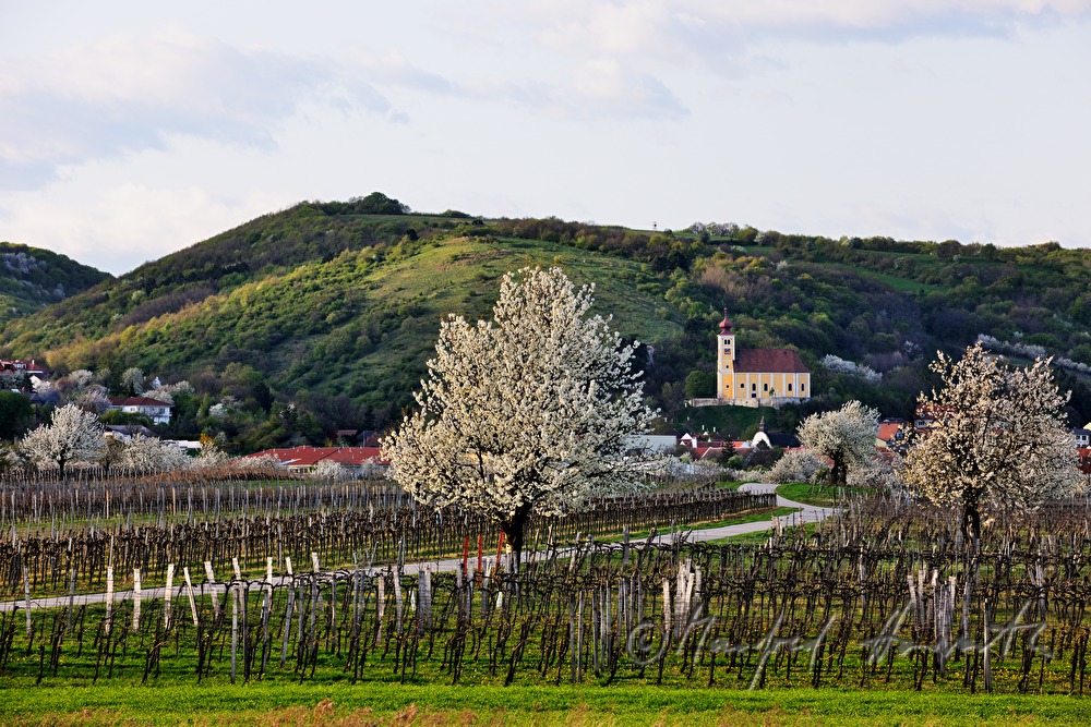 blühender Kirschenbaum im Feld