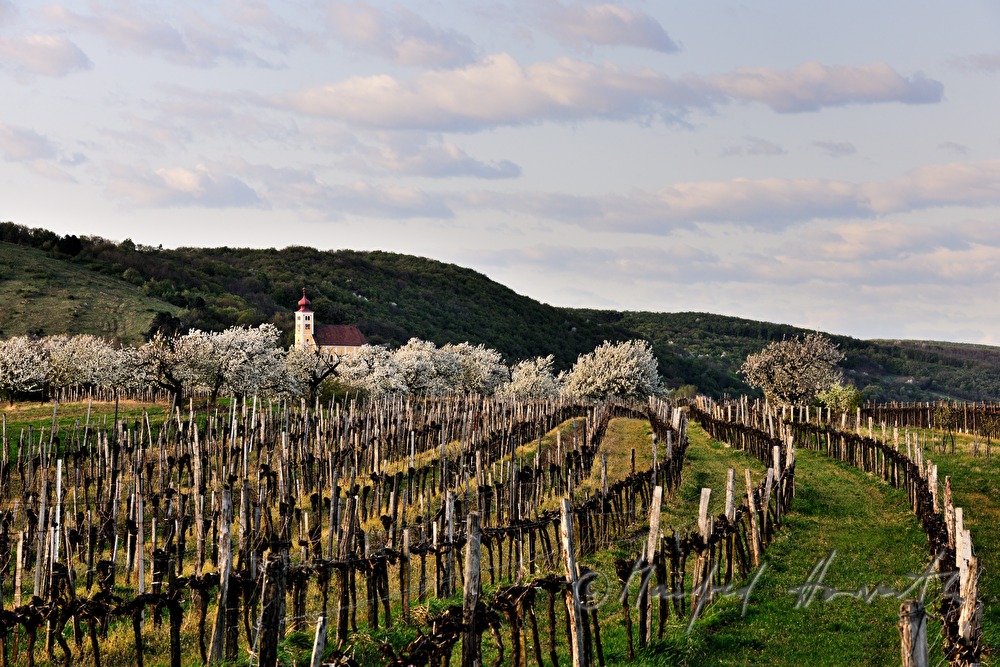 blühender Kirschenbaum im Feld