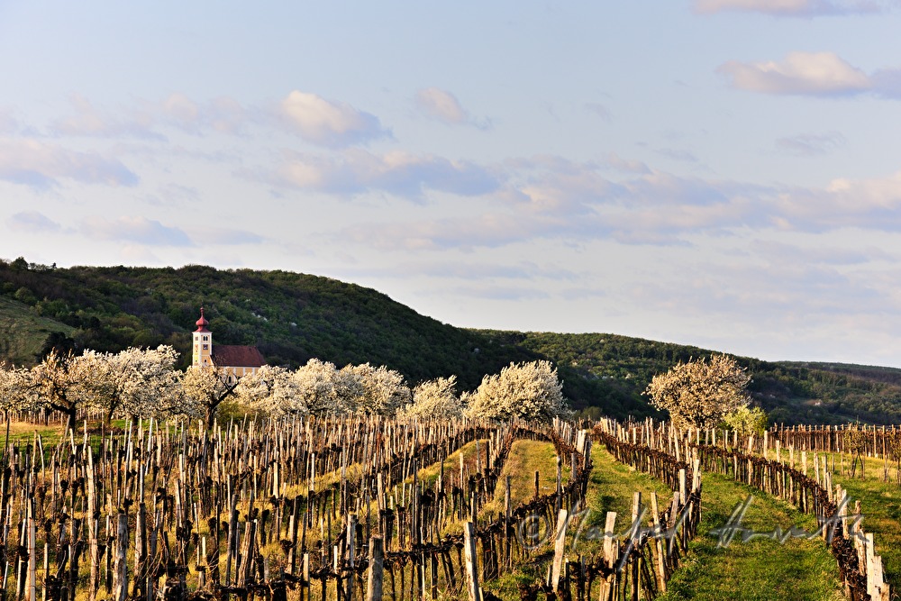 blühender Kirschenbaum im Feld