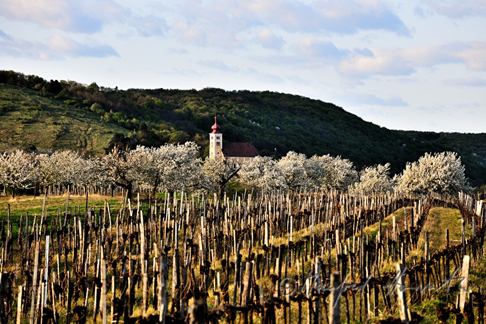 blühender Kirschenbaum im Feld