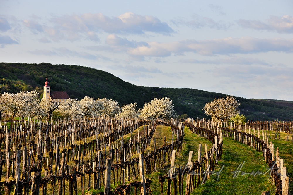 blühender Kirschenbaum im Feld